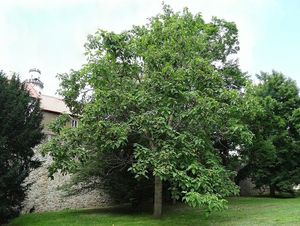 Pavlovnie plstnatá (Paulownia tomentosa)