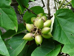 Pavlovnie plstnatá (Paulownia tomentosa)