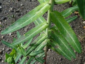 Pryšec skočcový (Euphorbia lathyris.)