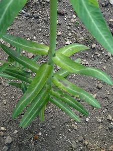 Pryšec skočcový (Euphorbia lathyris.)