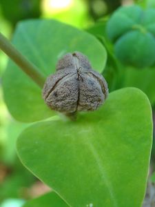 Pryšec skočcový (Euphorbia lathyris.)