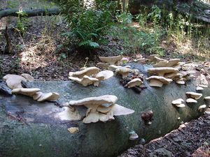 Klikni pro velký obrázek