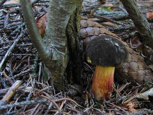 Klikni pro velký obrázek