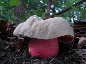 Klikni pro velký obrázek