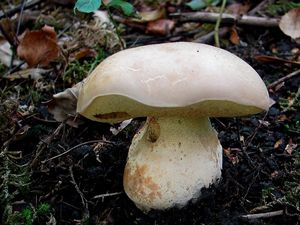 Klikni pro velký obrázek