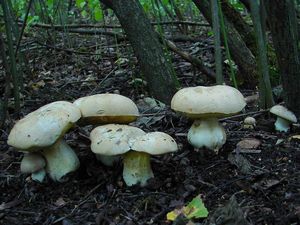 Klikni pro velký obrázek