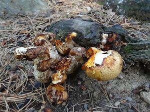 Klikni pro velký obrázek