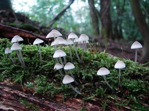 Klikni pro velký obrázek