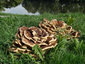Vějířovec obrovský - Meripilus giganteus (Pers.) P. Karst. 1882
