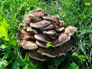 Vějířovec obrovský - Meripilus giganteus (Pers.) P. Karst. 1882