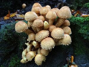 Šupinovka kostrbatá - Pholiota squarrosa (Vahl) P. Kumm. 1871