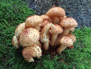 Šupinovka kostrbatá - Pholiota squarrosa (Vahl) P. Kumm. 1871
