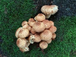 Šupinovka kostrbatá - Pholiota squarrosa (Vahl) P. Kumm. 1871