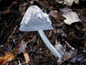 Hnojník zaječí - Coprinus lagopus (Fr.) Redhead, Vilgalys & Mo