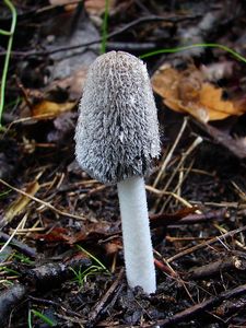 Hnojník zaječí - Coprinus lagopus (Fr.) Redhead, Vilgalys & Mo