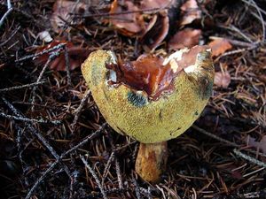 Klikni pro velký obrázek