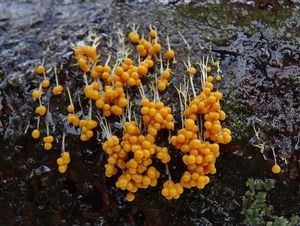 Badhamovka láčkovitá - Physarum utriculare (Bull.) Chevall. 1826