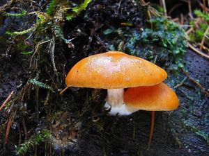 Šupinovka pařezová - Gymnopilus penetrans (Fr.) Murrill 1912