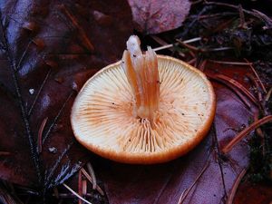 Šupinovka pařezová - Gymnopilus penetrans (Fr.) Murrill 1912