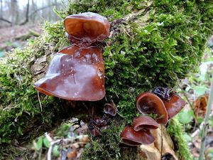 Klikni pro velký obrázek