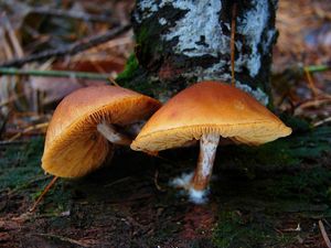 Šupinovka pařezová - Gymnopilus penetrans (Fr.) Murrill 1912