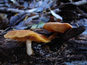 Šupinovka pařezová - Gymnopilus penetrans (Fr.) Murrill 1912