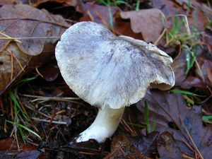 Klikni pro velký obrázek