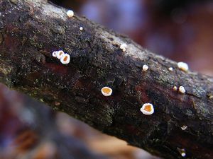 Brvenka drobná - Lachnellula subtilissima ( Cooke )