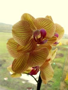 Klikni pro velký obrázek