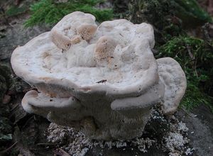 Outkovka hrbatá - Trametes gibbosa