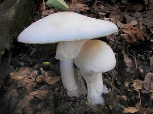 Muchomůrka zelená bílá - Amanita phalloides var. alba (Vittad.) E.-J.