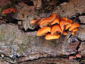 Klikni pro velký obrázek