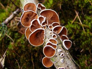 Mušlovka plstnatá - Schizophyllum amplum (Lév.) Nakasone 1996