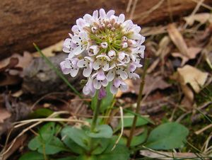 Penízek prorostlý (Thaspi perfoliatum)