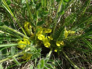 Kozinec bezlodyžný (Astragalus exscapus)