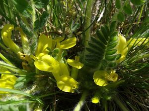 Kozinec bezlodyžný (Astragalus exscapus)