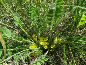 Kozinec bezlodyžný (Astragalus exscapus)