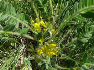 Kozinec bezlodyžný (Astragalus exscapus)