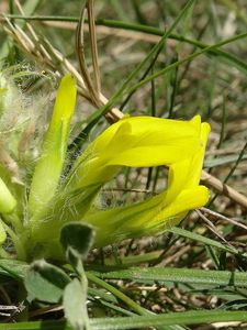 Kozinec bezlodyžný (Astragalus exscapus)