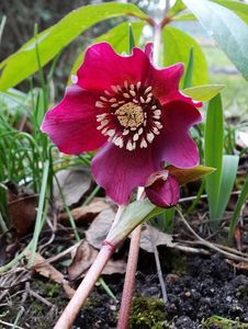 Čemeřice nachová (Helleborus purpurascens)