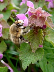 Hluchavka nachová  (Lamium purpureum)