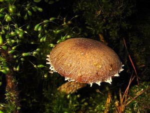 Křehutka opýřená - Psathyrella pennata (Fr.) A. Pearson et Dennis