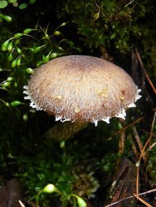 Křehutka opýřená - Psathyrella pennata (Fr.) A. Pearson et Dennis