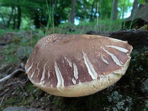 Klikni pro velký obrázek