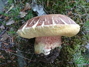 Klikni pro velký obrázek