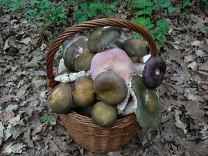 Klikni pro velký obrázek