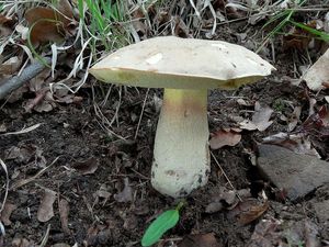 Klikni pro velký obrázek