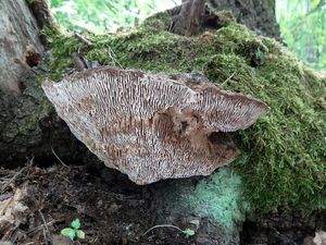 Klikni pro velký obrázek