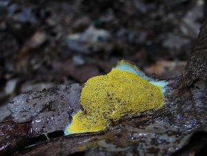 Klikni pro velký obrázek