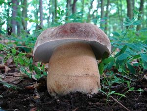 Klikni pro velký obrázek